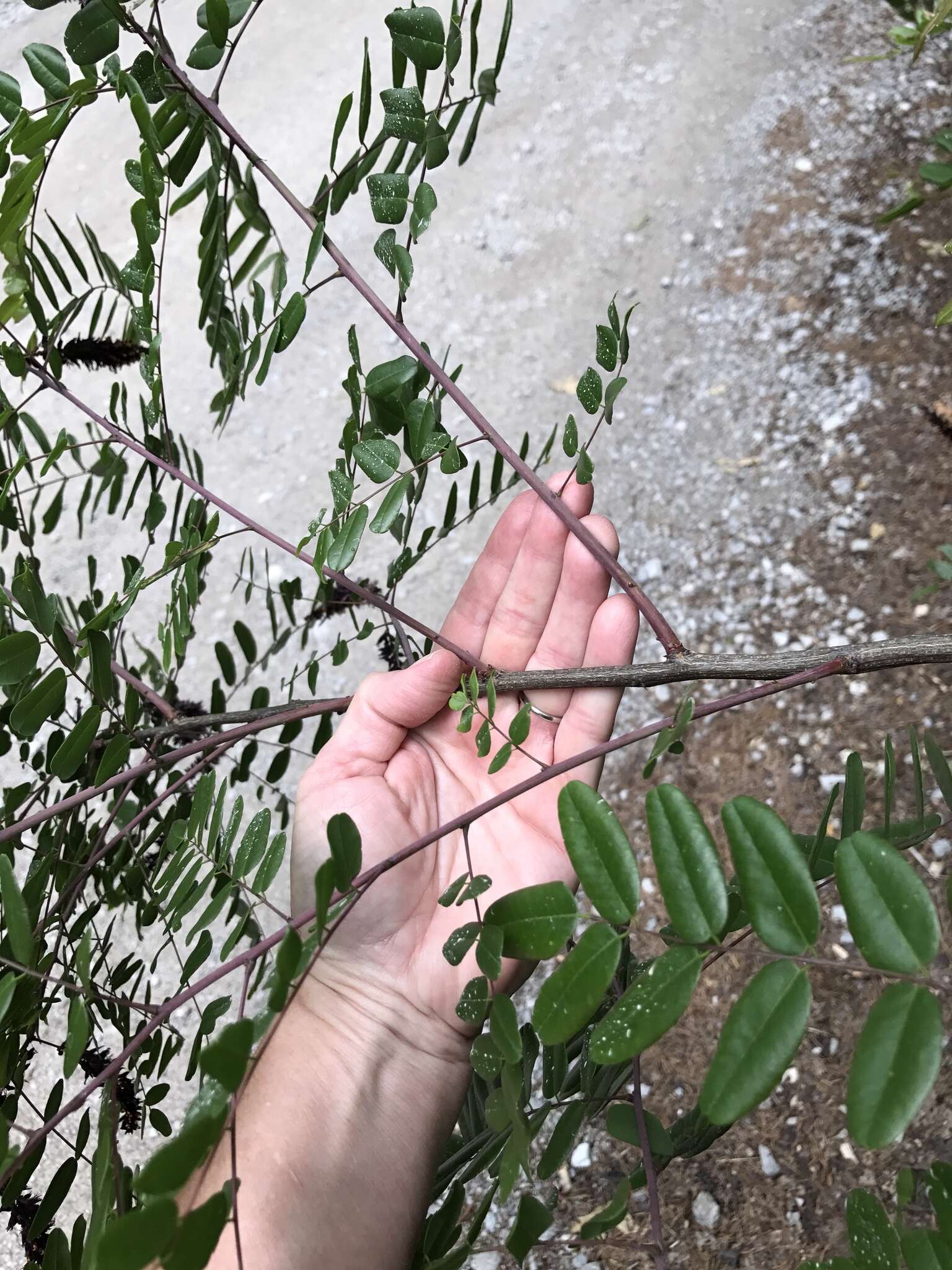 Imagem de Amorpha glabra Poir.