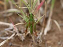 Image of Chorthippus fallax (Zubovski 1900)