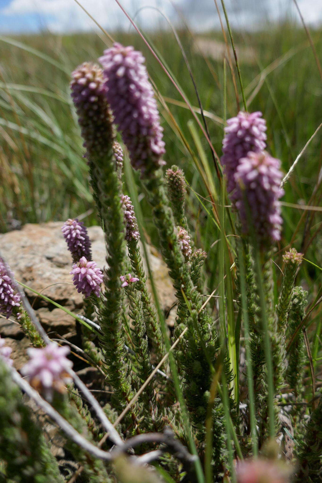 Image of Erica alopecurus var. alopecurus