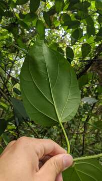 Image of Marsdenia volubilis (L. fil.) Cooke