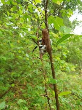 Image of <i>Liguus virgineus</i>