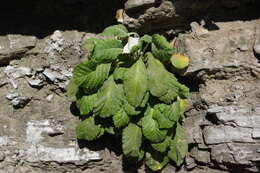 Image of Primula farinifolia Rupr.