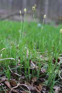 Image of pretty sedge