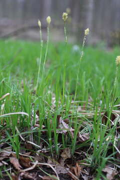 Image of pretty sedge