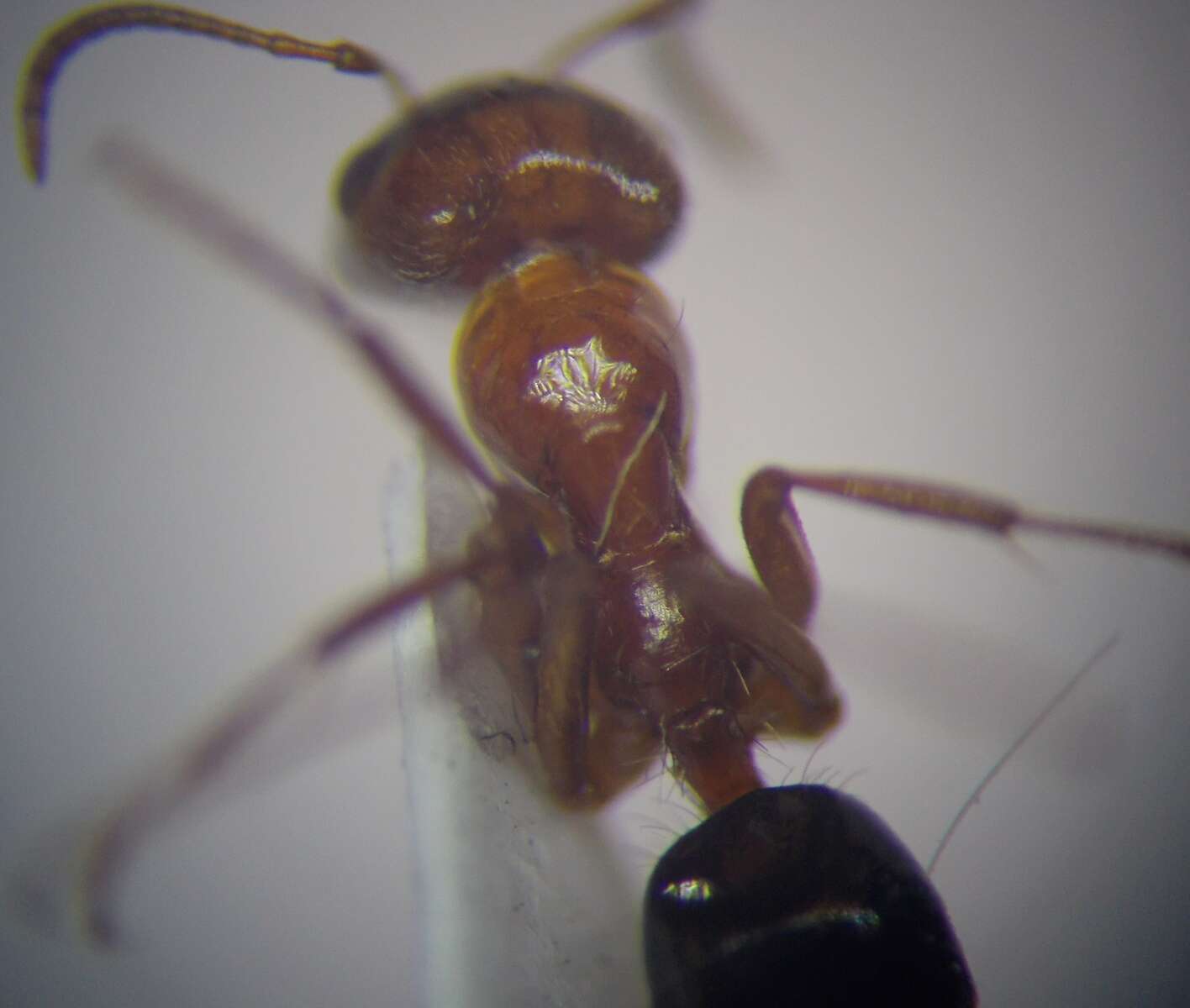 Image of Rossomyrmex