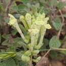 Image of Scutellaria salviifolia Benth.