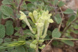 Image of Scutellaria salviifolia Benth.