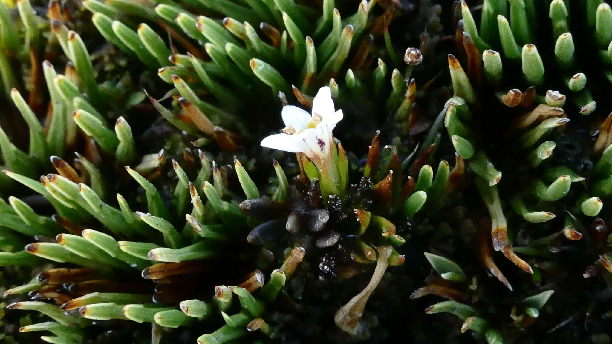 Imagem de Euphrasia repens Hook. fil.