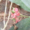 Image of Euphorbia peritropoides (Millsp.) V. W. Steinm.