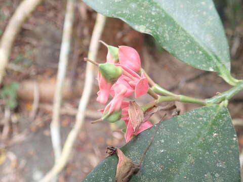 Image of Euphorbia peritropoides (Millsp.) V. W. Steinm.