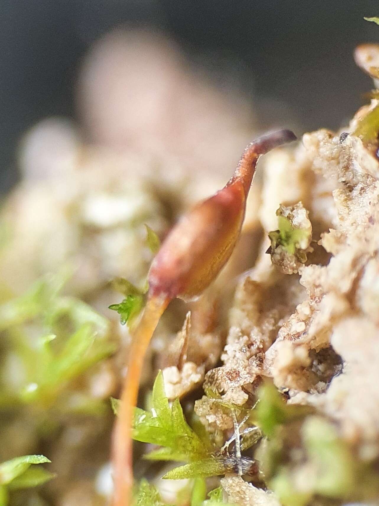 Image of rigid aloina moss