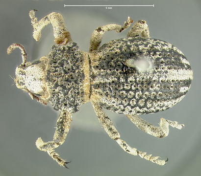 Image of <i>Ophryastes tuberosus</i> Le Conte 1853