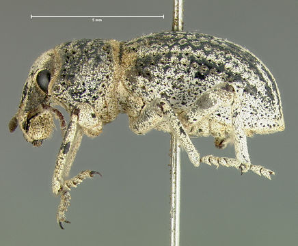 Image of <i>Ophryastes tuberosus</i> Le Conte 1853