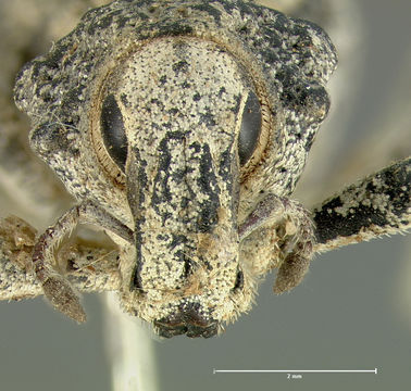 Image of <i>Ophryastes tuberosus</i> Le Conte 1853