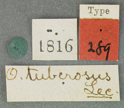 Image of <i>Ophryastes tuberosus</i> Le Conte 1853