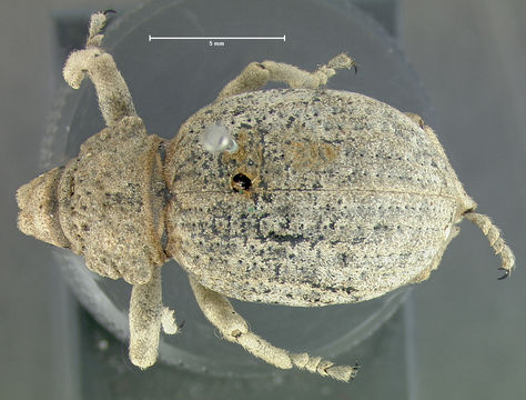 Image of <i>Ophryastes latirostris</i> Le Conte 1853