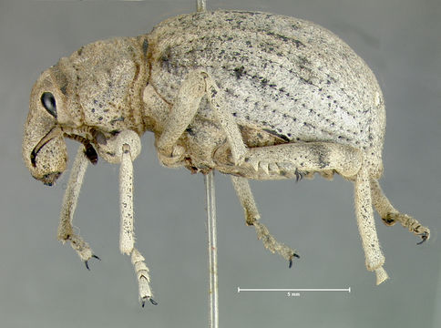 Image of <i>Ophryastes latirostris</i> Le Conte 1853