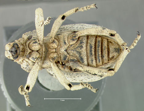 Image of <i>Ophryastes latirostris</i> Le Conte 1853