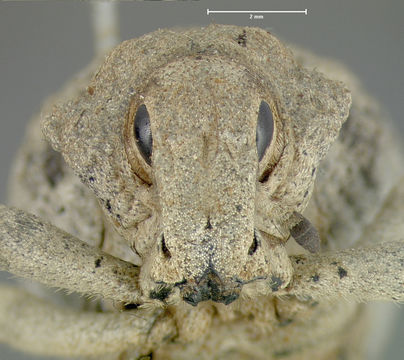 Image of <i>Ophryastes latirostris</i> Le Conte 1853