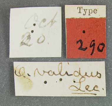 Image of <i>Ophryastes latirostris</i> Le Conte 1853