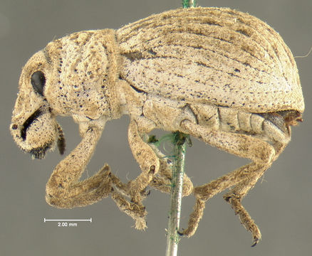Image of <i>Ophryastes latirostris</i> Le Conte 1853