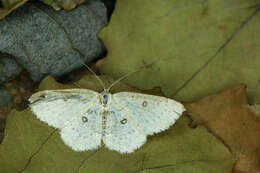 Image of birch mocha