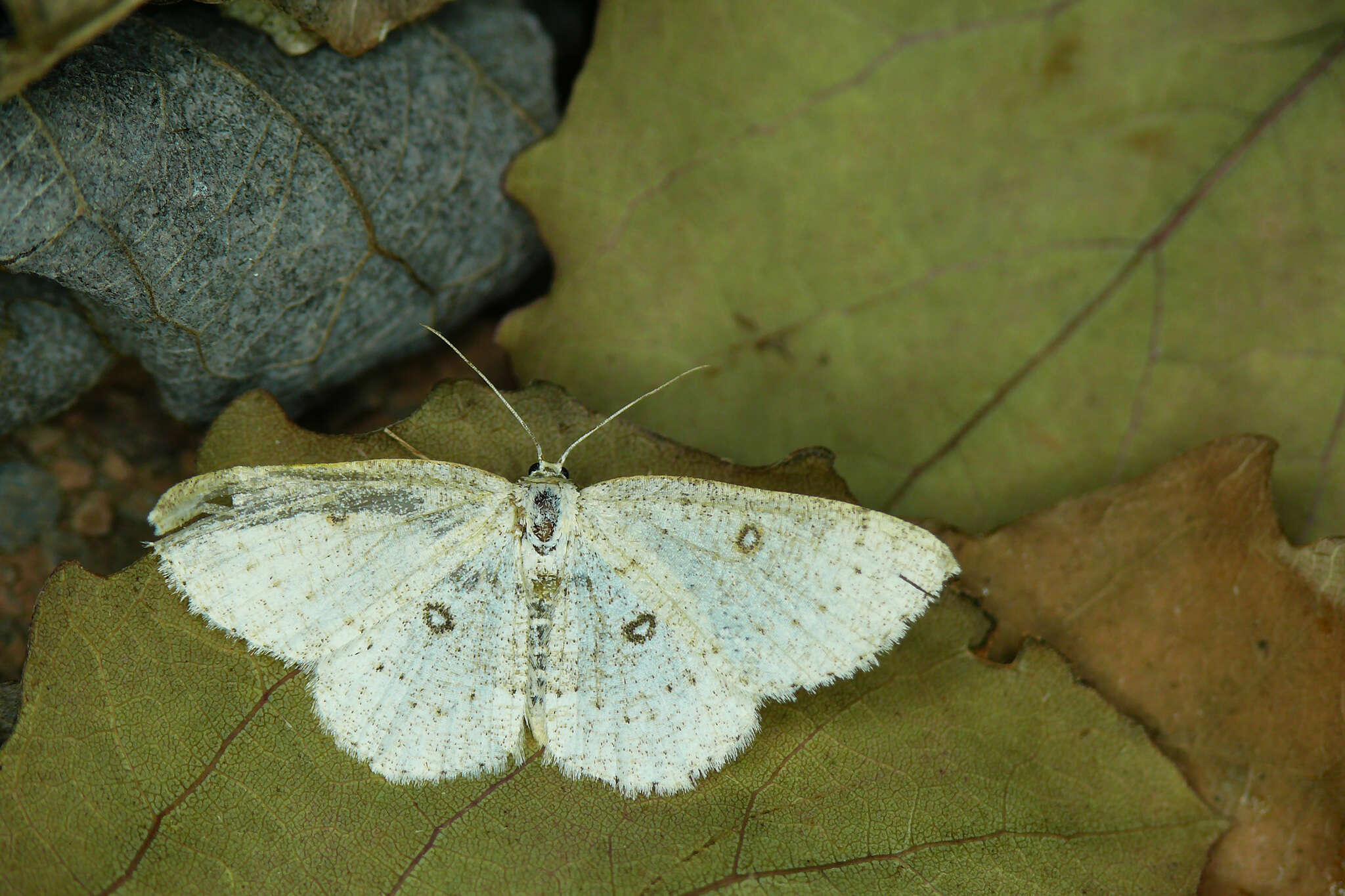 Image of birch mocha