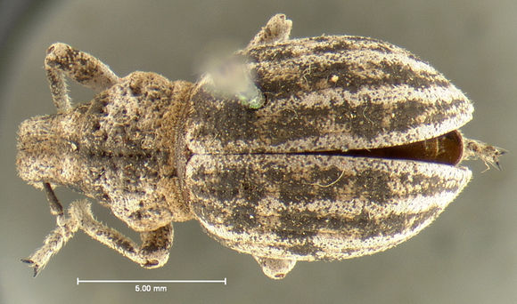 Image of <i>Ophryastes sulcirostris</i> (Say 1824)