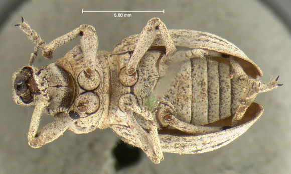 Image of <i>Ophryastes sulcirostris</i> (Say 1824)