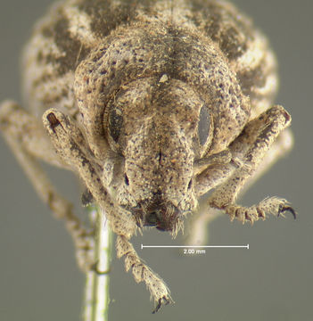 Image of <i>Ophryastes sulcirostris</i> (Say 1824)