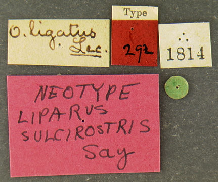 Image of <i>Ophryastes sulcirostris</i> (Say 1824)