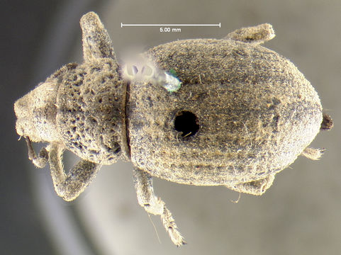 Image of <i>Ophryastes porosus</i> Le Conte 1854