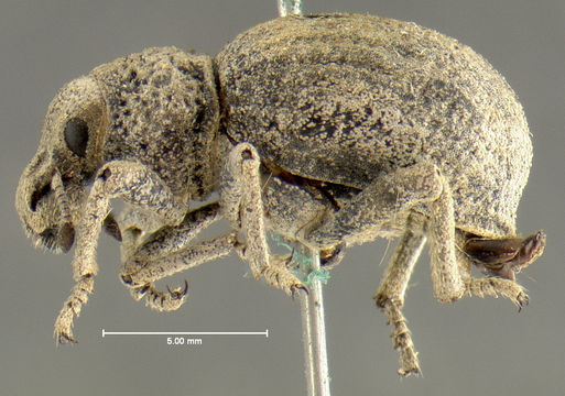 Image of <i>Ophryastes porosus</i> Le Conte 1854