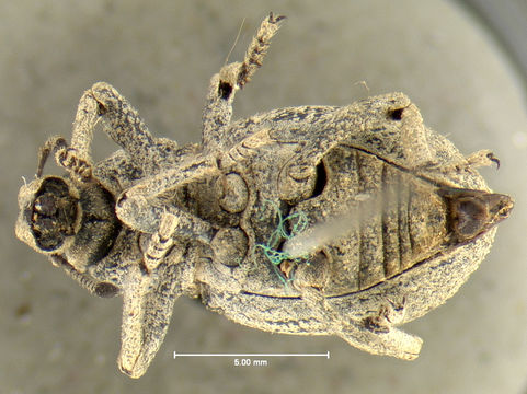 Image of <i>Ophryastes porosus</i> Le Conte 1854