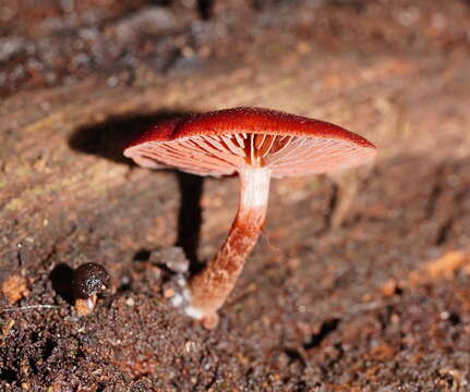 Image of Tubaria rufofulva (Cleland) D. A. Reid & E. Horak 1983