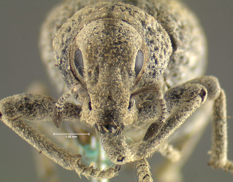 Image of <i>Ophryastes porosus</i> Le Conte 1854