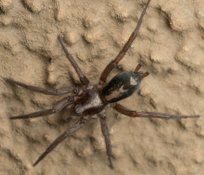 Image of Western Parson Spider