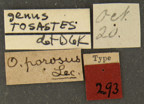 Image of <i>Ophryastes porosus</i> Le Conte 1854