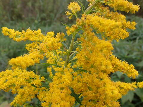 Image of Solidago altissima subsp. altissima