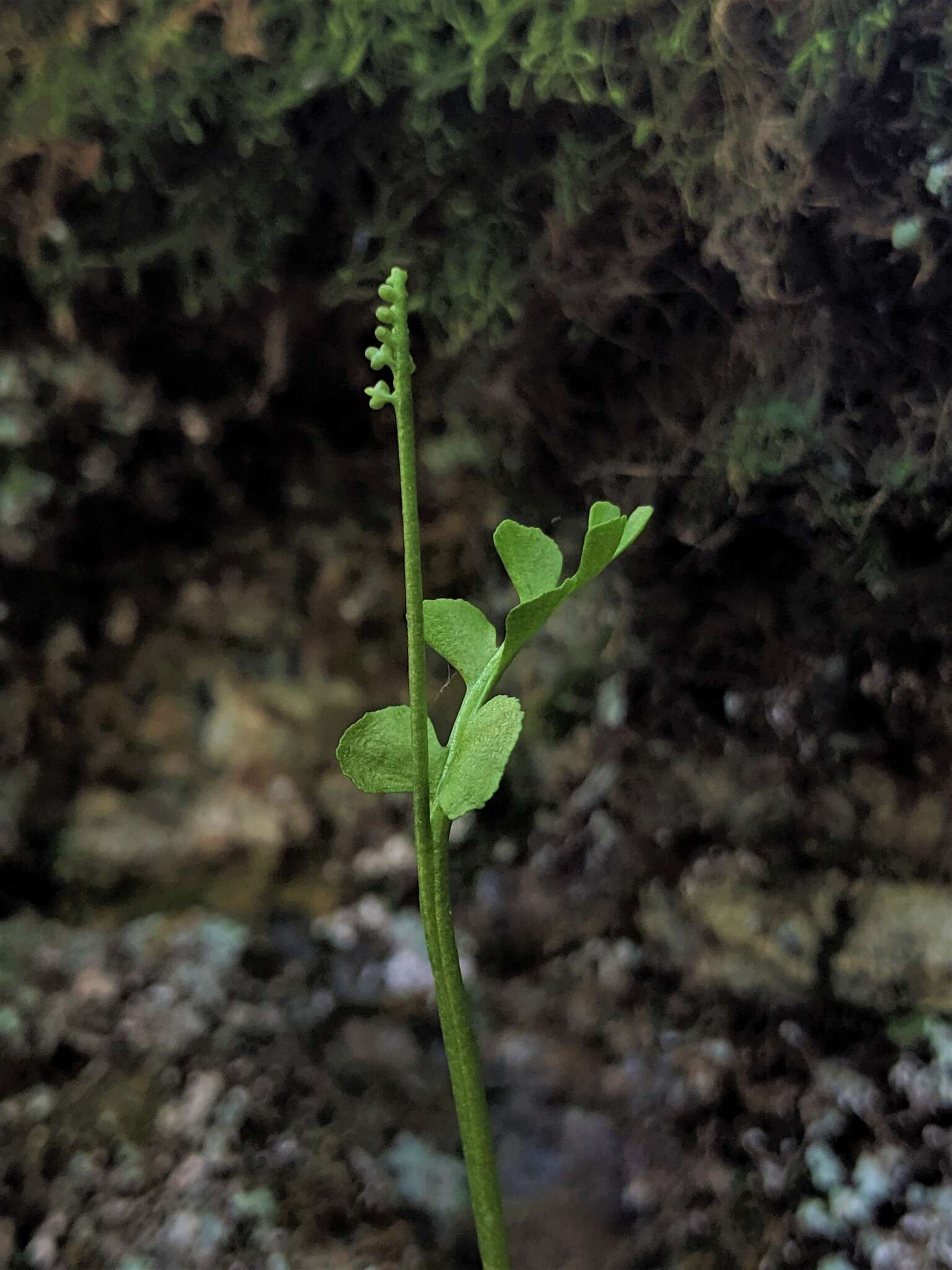 Image of Botrychium neolunaria Stensvold & Farrar