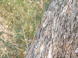 Image of Erhard's Wall Lizard