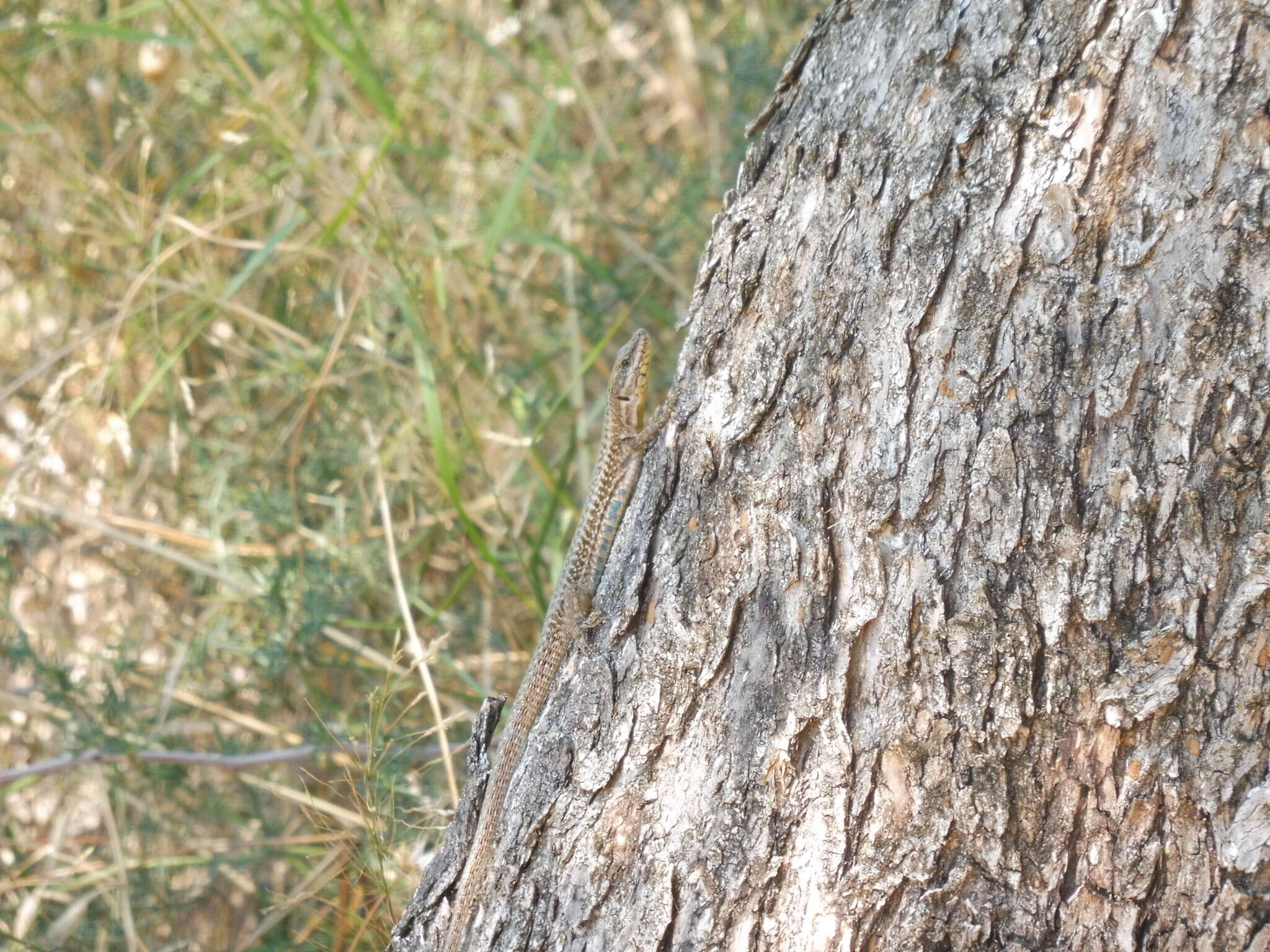 Image of Erhard's Wall Lizard