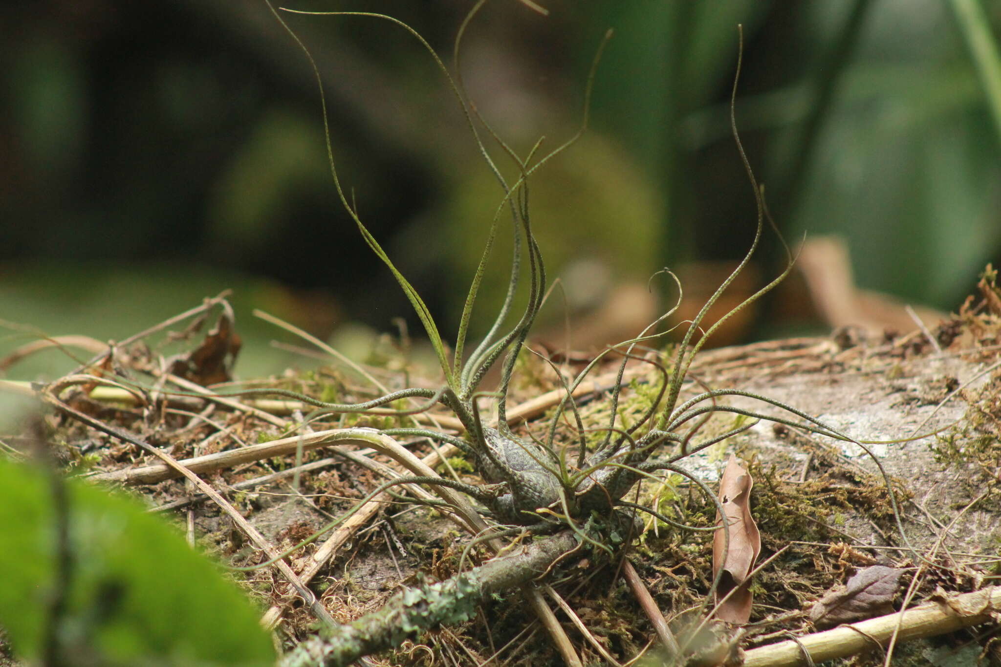 Image of Tillandsia butzii Mez