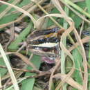 Image of Lined Ground Snake