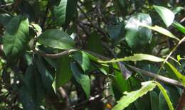 Image of Usambara vine snake