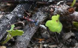 Image of Myrmecia dispar (Clark 1951)