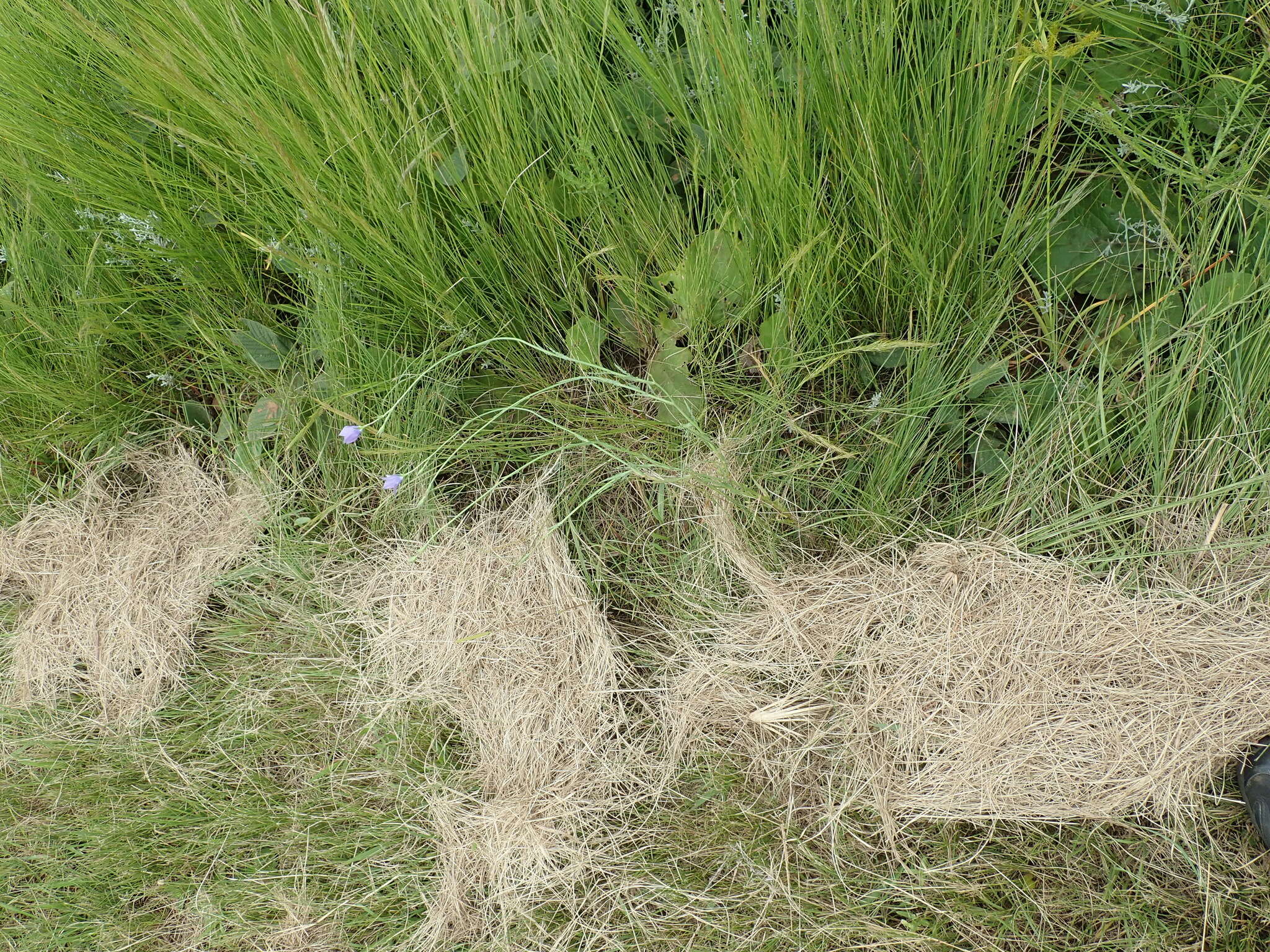 Image of Wahlenbergia krebsii Cham.