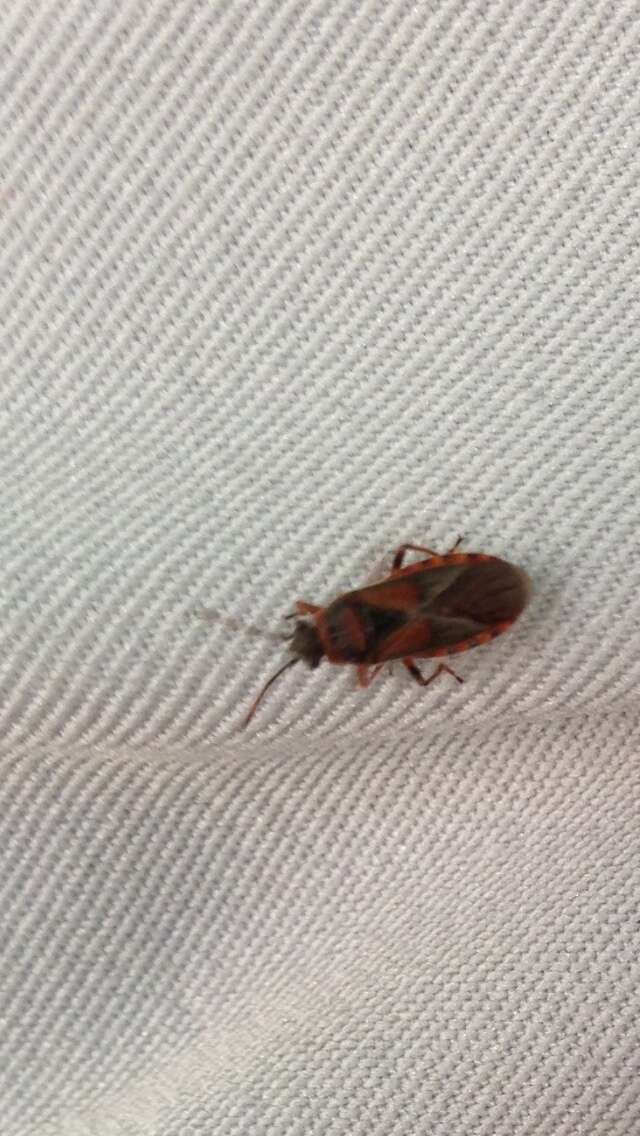 Image of Elm Seed Bug