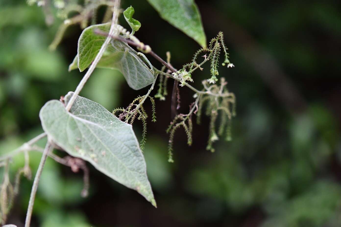Image of Sicydium tamnifolium (Kunth) Cogn.