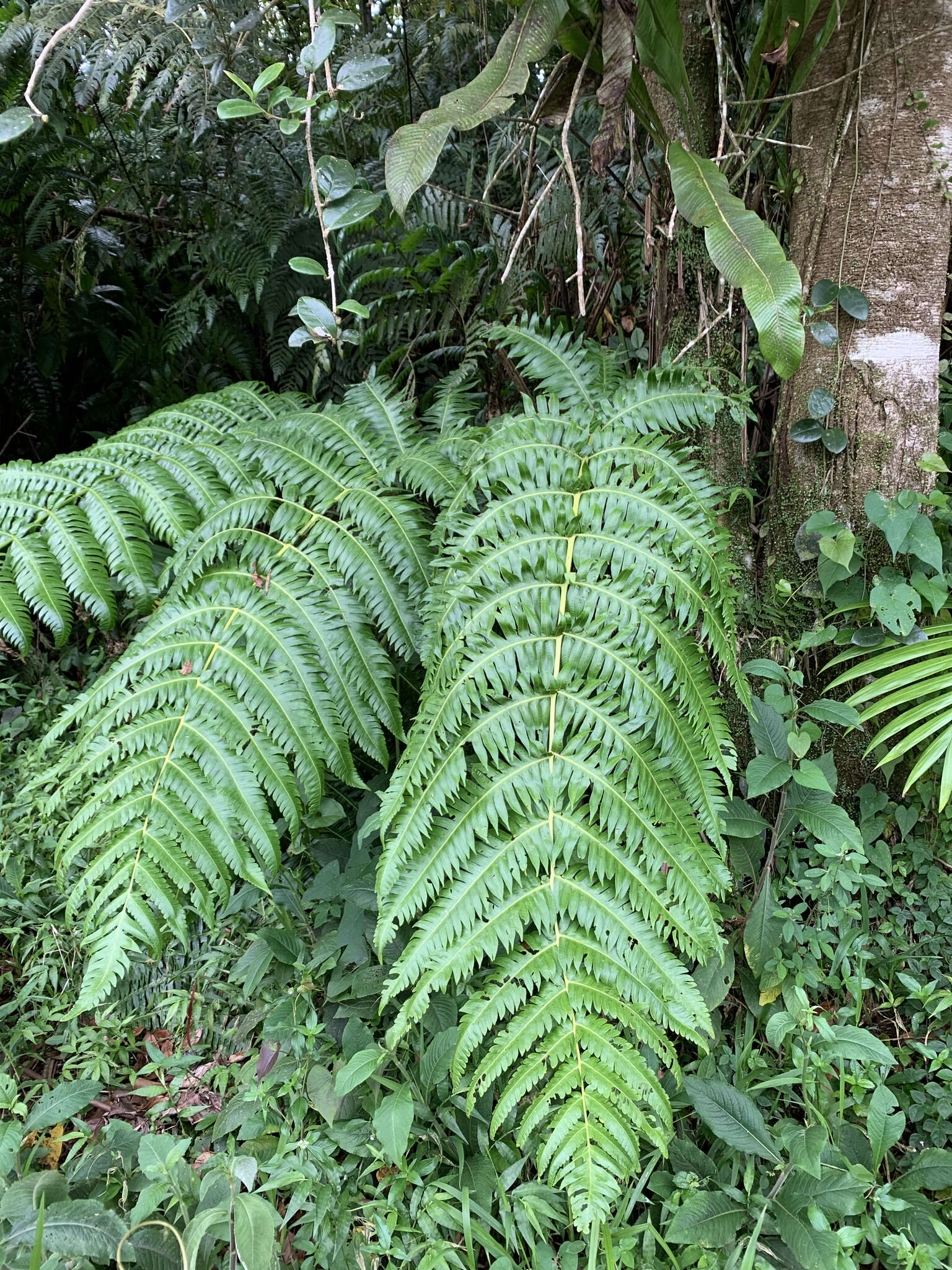 صورة Cyathea horrida (L.) Sm.